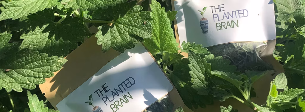 The Planted Brain branded seed packets placed among fresh green plants, highlighting nature-based wellness and therapeutic horticulture.
